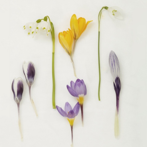 Elizabeth Vickers, Spring Bulbs, 2011